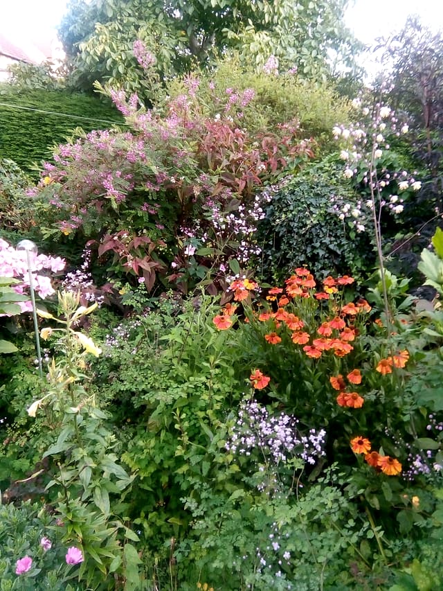 Mixed cottage-garden border with orange marigolds and pink perennials in a Surrey garden